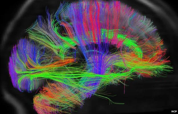 Révéler le plan du cerveau : cartographier le connectome cover